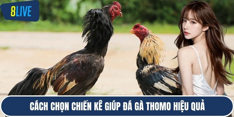 Cách chọn chiến kê giúp đá gà thomo hiệu quả