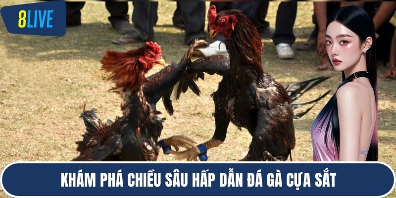 Khám phá chiều sâu hấp dẫn Đá gà cựa sắt