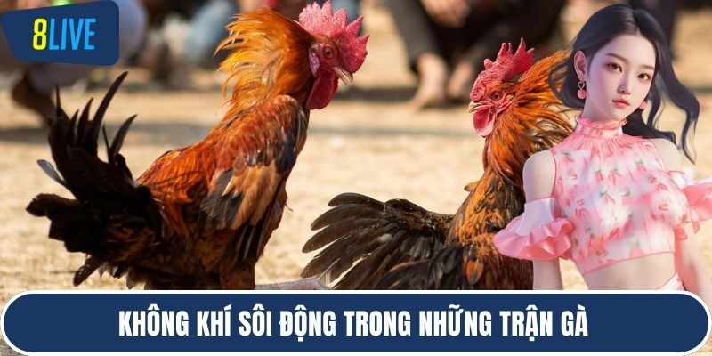 Không khí sôi động trong những trận gà